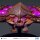 StarCraft Replik Zerg Brood Lord 25 cm