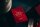 Theory 11 Spielkarten (PRODUCT)RED