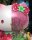 Sanrio Kandy Hello Kitty Floral Daydream Series 15 cm