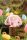 Fantastic Bunny O2 Plan Series Minifiguren Blind Box Sortiment (6)