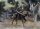 Elden Ring Figma Actionfigur Torrent, the Spectral Steed 18 cm