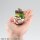 One Piece YuraColle Series Minifiguren Grand Line Collection Set Vol.3 6 cm