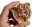 Herr der Ringe Münze "You Shall Not Pass" Balrog Deluxe